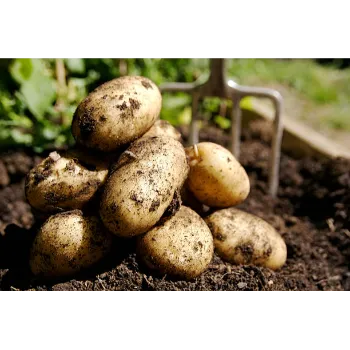 Potato (1)-798333-16749.webp